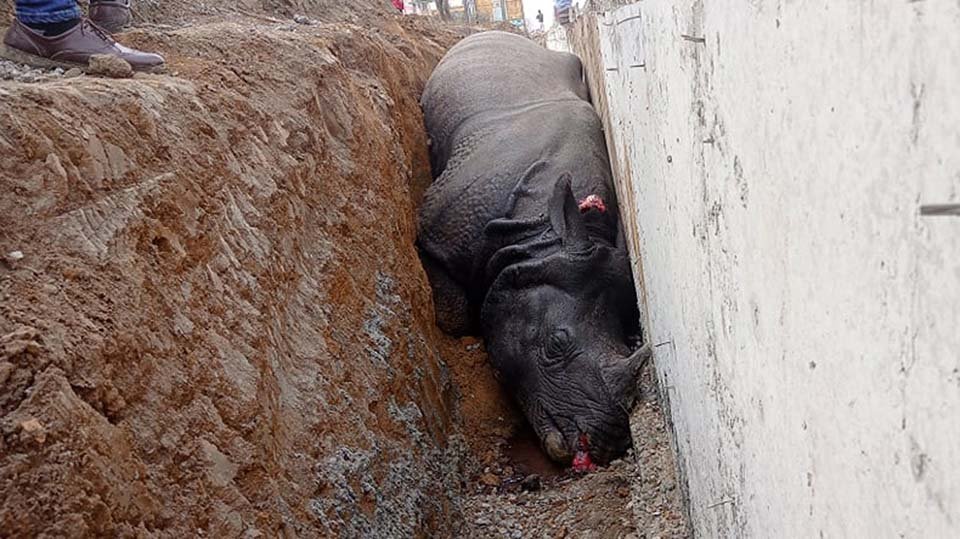 गैँडा मरेको घटनामा निर्माण कम्पनीका सञ्चालकलाई पक्राउ पुर्जी